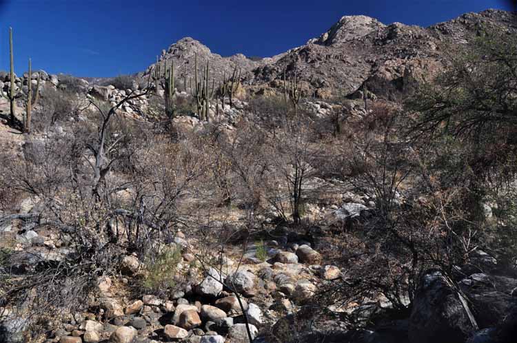 burn area